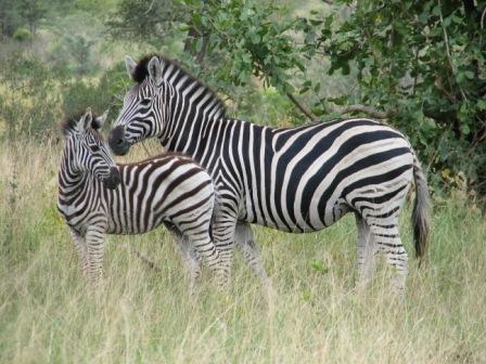 Zebra with foal, South Africa